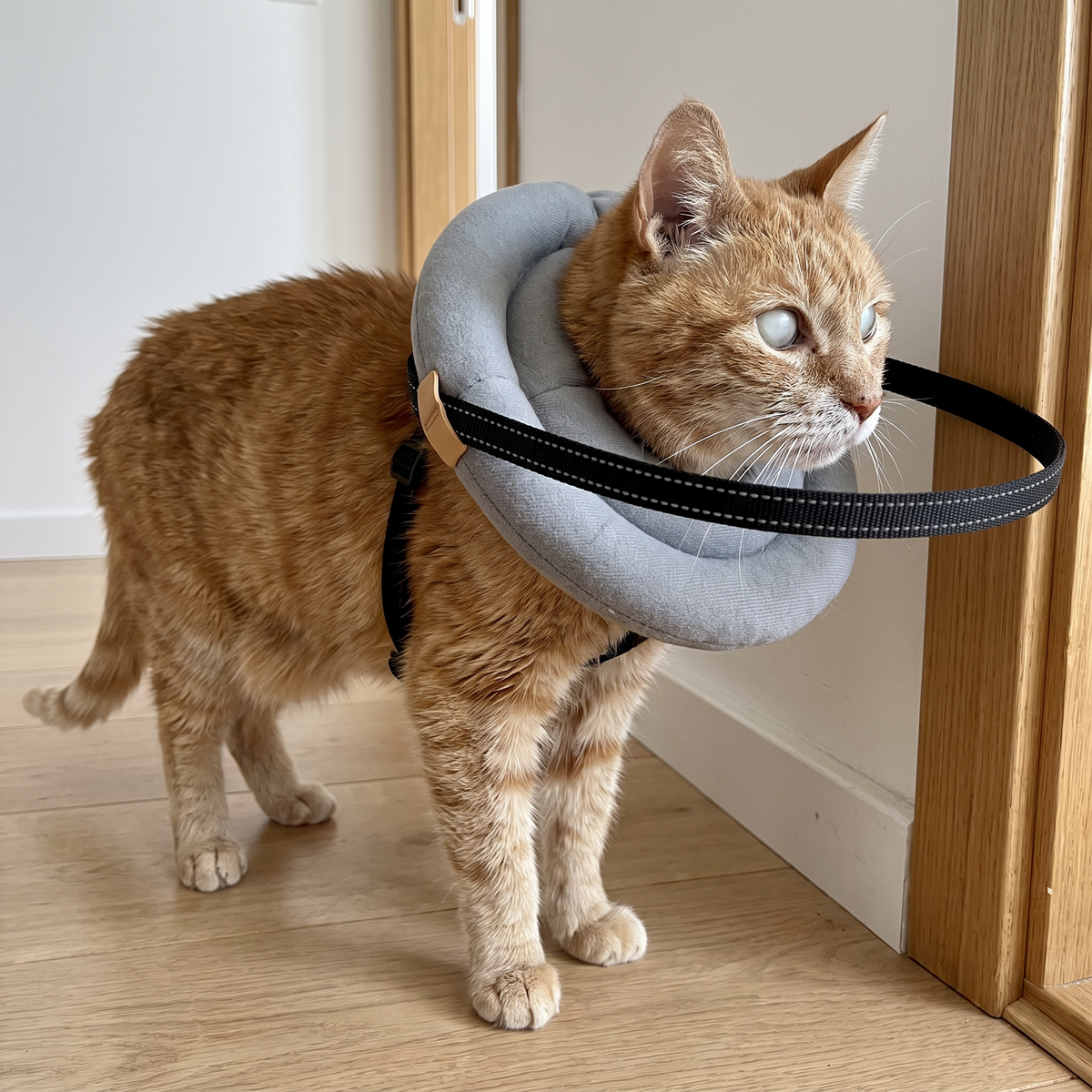Gato ciego con el aro protector Pawvelin esquivando una puerta